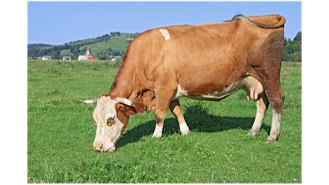 河北爱牧多为您整理了养牛基础知识，养牛新生可以先了解一下！