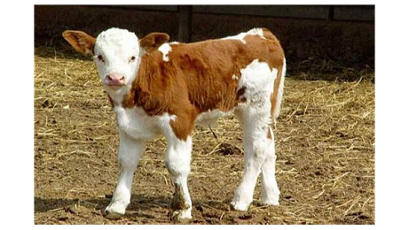 如何有效降低初生牛犊低温症的发病率？