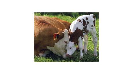 怀孕母牛的饲养管理