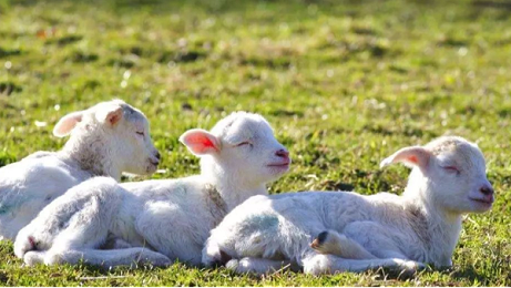 冬季怎么养羊才能生长快，这些技巧一定要掌握！