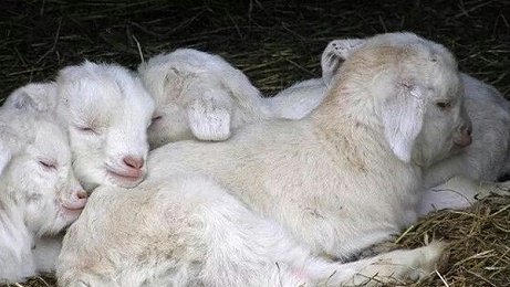 爱牧多浅析羊常见疾病的预防与控制措施