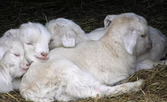 羊常见疾病的预防与控制措施