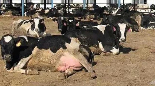 泌乳奶牛高产管理与隐性乳腺炎的检测
