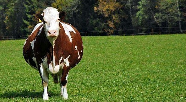 怀孕母牛检测