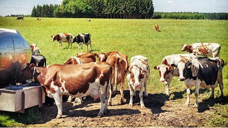 小牛看家—到底是什么方法可以精准判断出母牛的最佳发情配种时间？