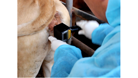 爱牧多厂家建议：牛排卵测定仪这样用才准确！
