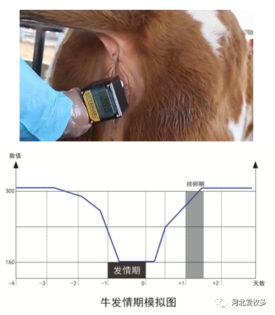 牛排卵测定仪数值判断表