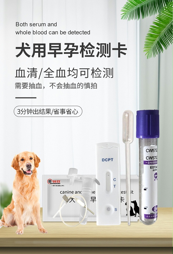 犬早孕_01