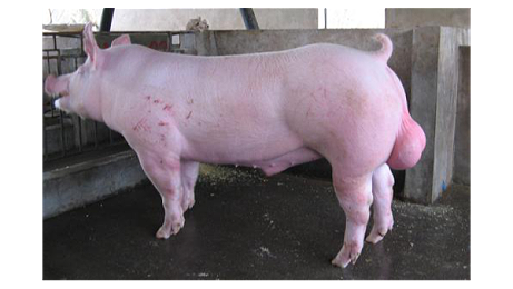 温度对猪精品质影响如何消除？如何防治？
