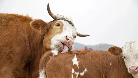 北京倍特双牛繁育设备 助力牛养殖户提升繁殖效率
