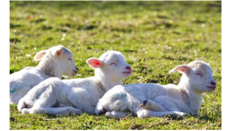 倍特双羊繁育设备 轻松提升羊繁育效率