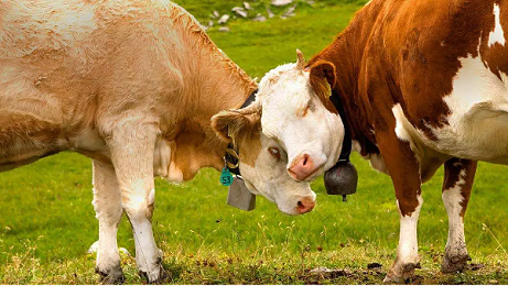 如何提高牛配种成功率？快来了解牛人工授精技术吧！