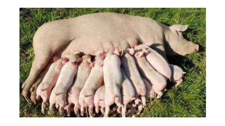 三元母猪发情受孕率低，如何解决？