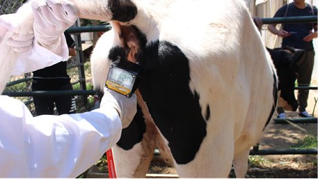 母牛发情检测，河北爱牧多排卵测定仪精准检测！