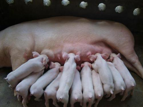 猪的三大生长阶段