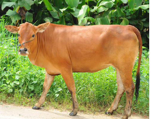 提高母牛繁育力