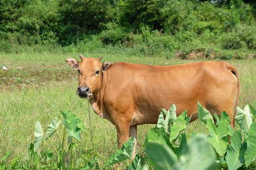 提高母牛繁育力